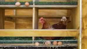 Ako urobiť hniezdo hniezdo